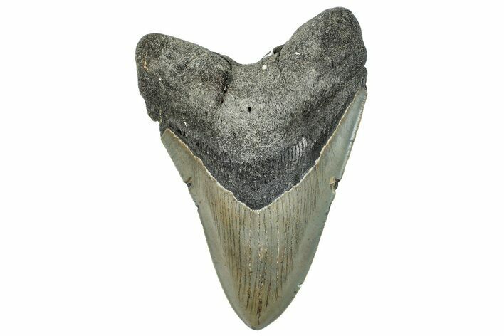 Serrated, Fossil Megalodon Tooth - North Carolina #294708